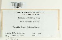 Puccinia aristidae image