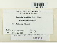 Puccinia aristidae image