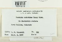 Puccinia aristidae image