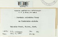 Puccinia aristidae image