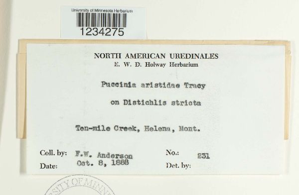 Puccinia aristidae image