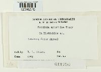 Puccinia aristidae image