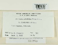 Puccinia aristidae image