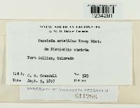 Puccinia aristidae image