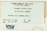 Puccinia aristidae image