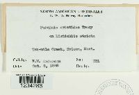 Puccinia aristidae image