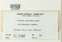 Puccinia aristidae image