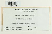 Puccinia aristidae image