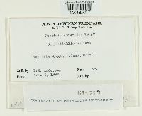 Puccinia aristidae image