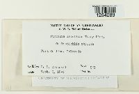 Puccinia aristidae image