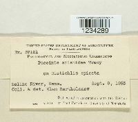 Puccinia aristidae image