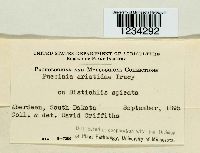 Puccinia aristidae image