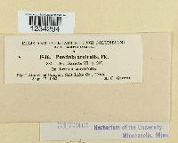 Puccinia arnicalis image