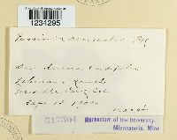 Puccinia arnicalis image