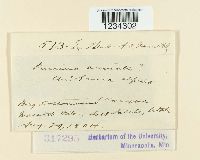 Puccinia arnicalis image