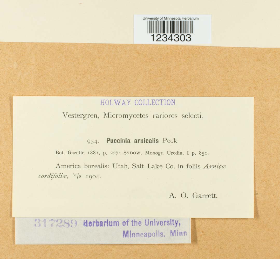 Puccinia arnicalis image