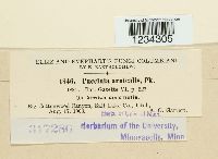 Puccinia arnicalis image