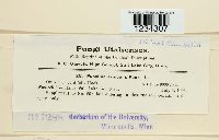 Puccinia arnicalis image