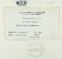 Puccinia arnicalis image