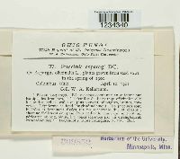 Puccinia asparagi image