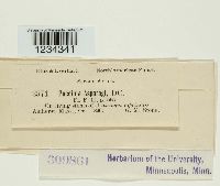 Puccinia asparagi image