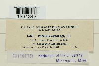 Puccinia asparagi image