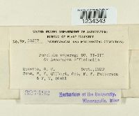 Puccinia asparagi image