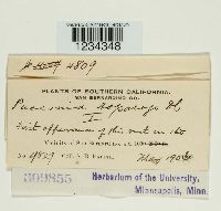 Puccinia asparagi image