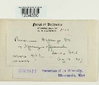 Puccinia asparagi image