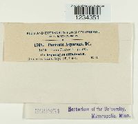 Puccinia asparagi image