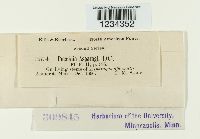 Puccinia asparagi image