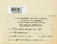 Puccinia asparagi image