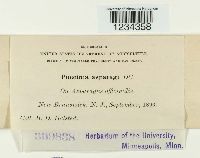 Puccinia asparagi image