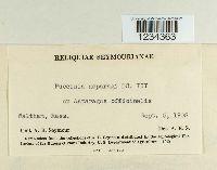 Puccinia asparagi image