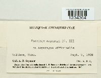 Puccinia asparagi image