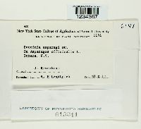 Puccinia asparagi image