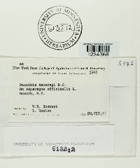 Puccinia asparagi image