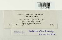 Puccinia asparagi image