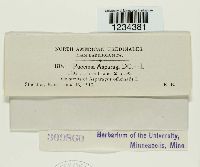 Puccinia asparagi image