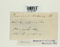 Puccinia asparagi image