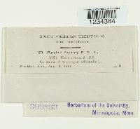 Puccinia asparagi image