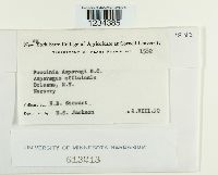 Puccinia asparagi image