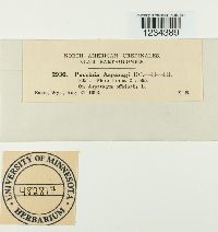 Puccinia asparagi image