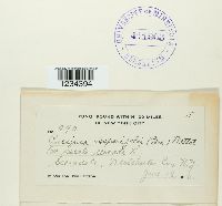 Puccinia recondita image