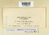 Puccinia cnici-oleracei image