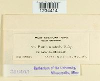 Puccinia cnici-oleracei image