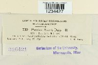 Puccinia cnici-oleracei image