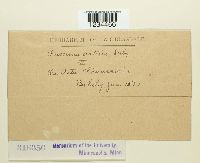 Puccinia cnici-oleracei image