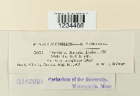 Puccinia cnici-oleracei image