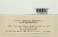 Puccinia asterum image